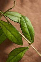 Hoya crassipetiolata Plant