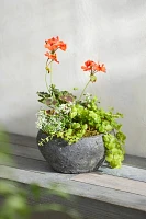 Barnacle Button Bowl Planter