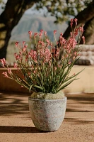 Barnacle Rounded Egg Planter