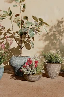 Barnacle Curved Jar Planter