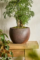 Terracotta Globe Planter