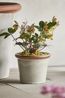 Raw Rim Stoneware Taper Planter