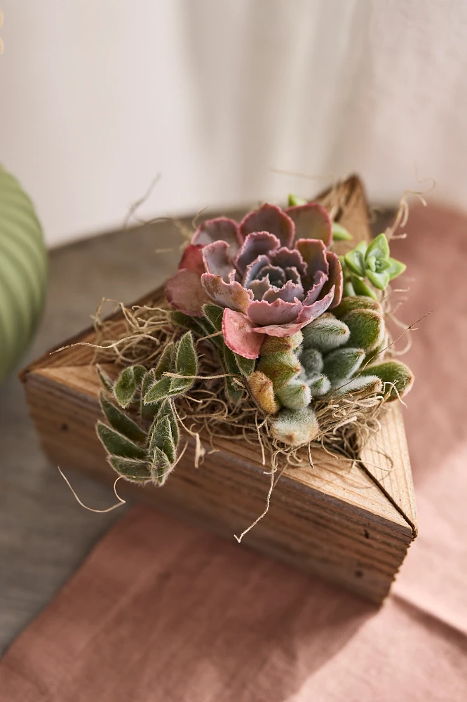 Triangle Succulent Planter