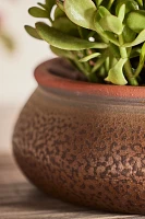 Contrast Rim Terracotta Bowl Planter