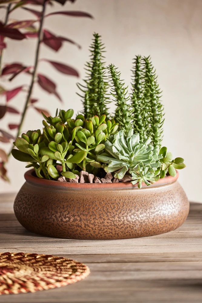 Contrast Rim Terracotta Bowl Planter