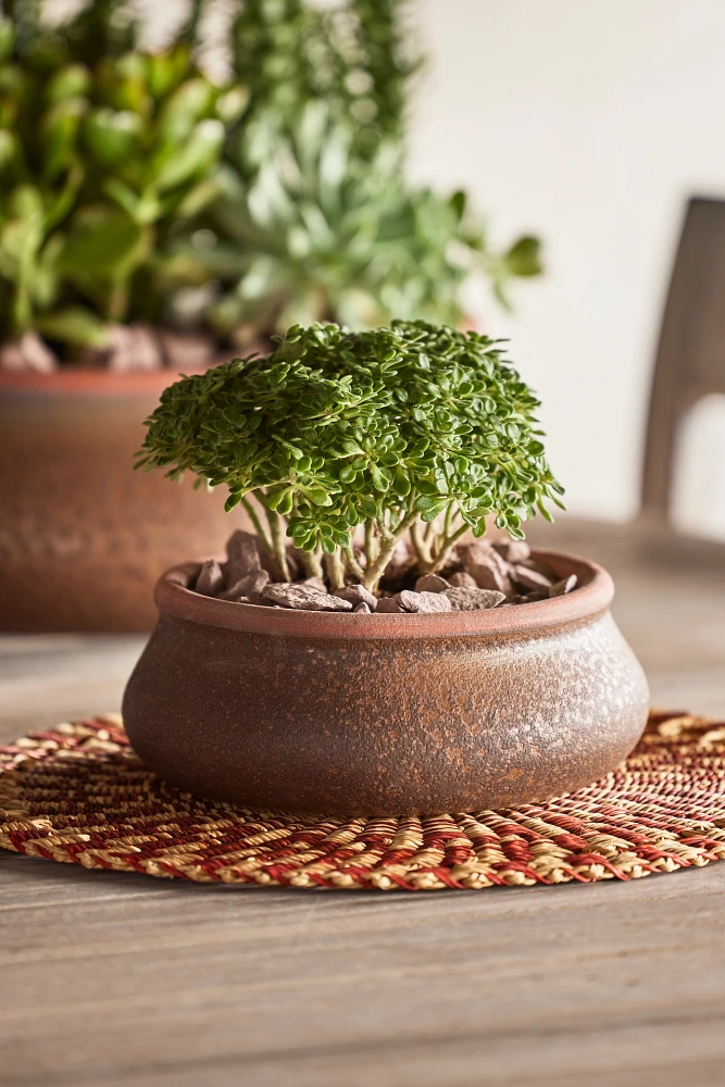 Contrast Rim Terracotta Bowl Planter