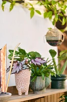 Footed Speckle Terracotta Planter