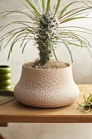 Terracotta Tall Rim Planter