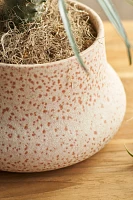 Terracotta Tall Rim Planter