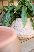 Terracotta Tall Rim Planter