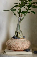 Anura Ceramic Low Jar Planter