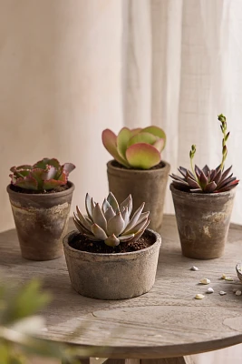 Assorted Succulents, Pack of 4