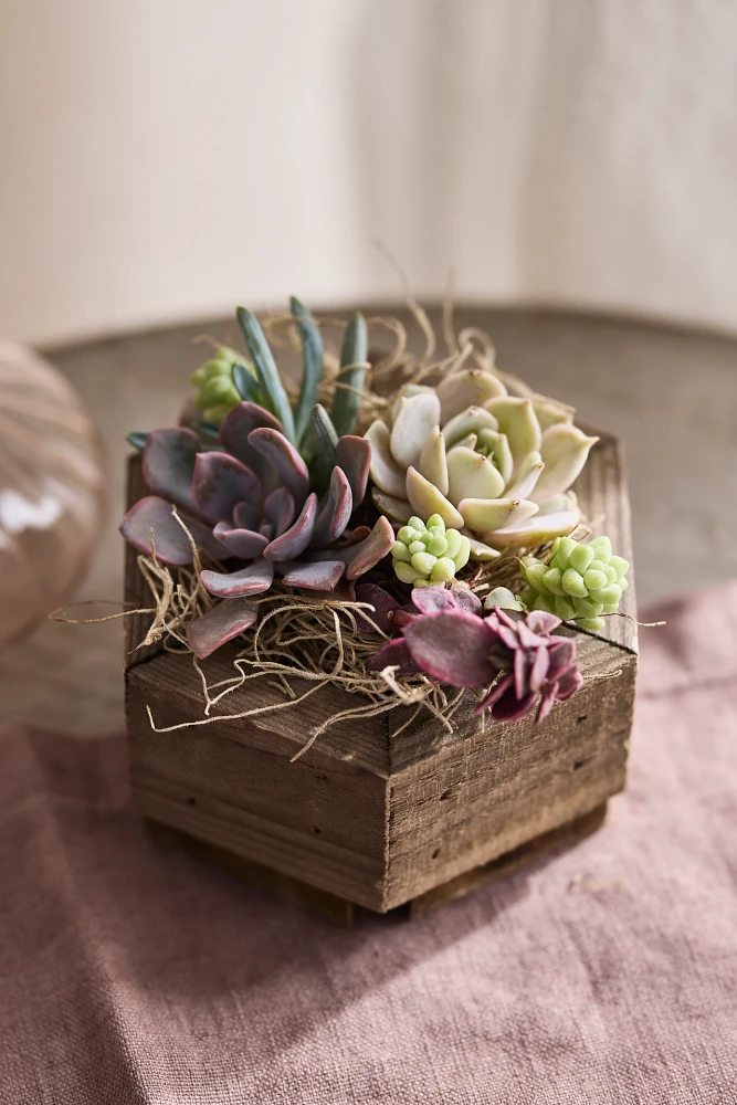 Hexagon Succulent Planter