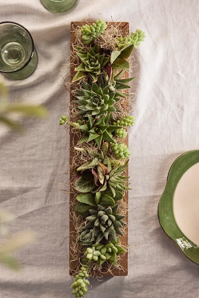 Shade-Loving Succulent Centerpiece Planter