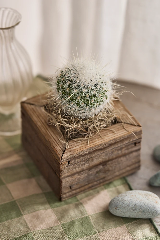 Square Cactus Planter