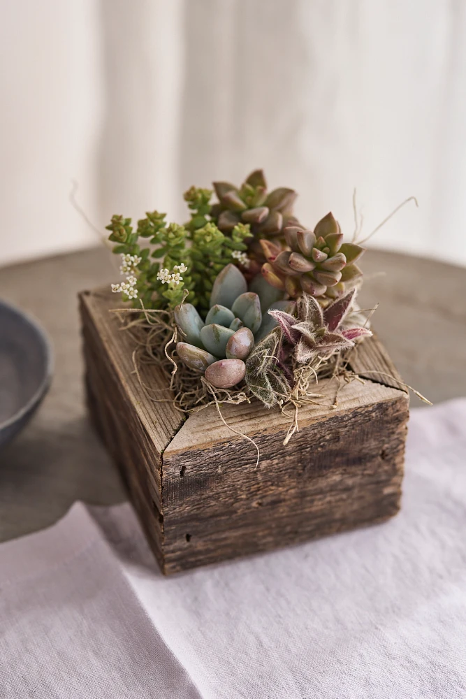 Square Succulent Planter