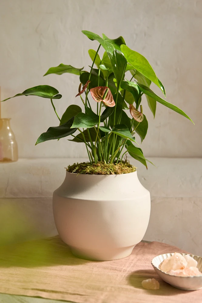 Pink Anthurium, Ceramic Planter