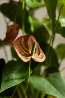 Pink Anthurium, Ceramic Planter