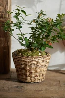 Woven Abaca Tapered Basket Planter