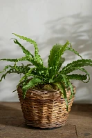 Woven Abaca Tapered Basket Planter