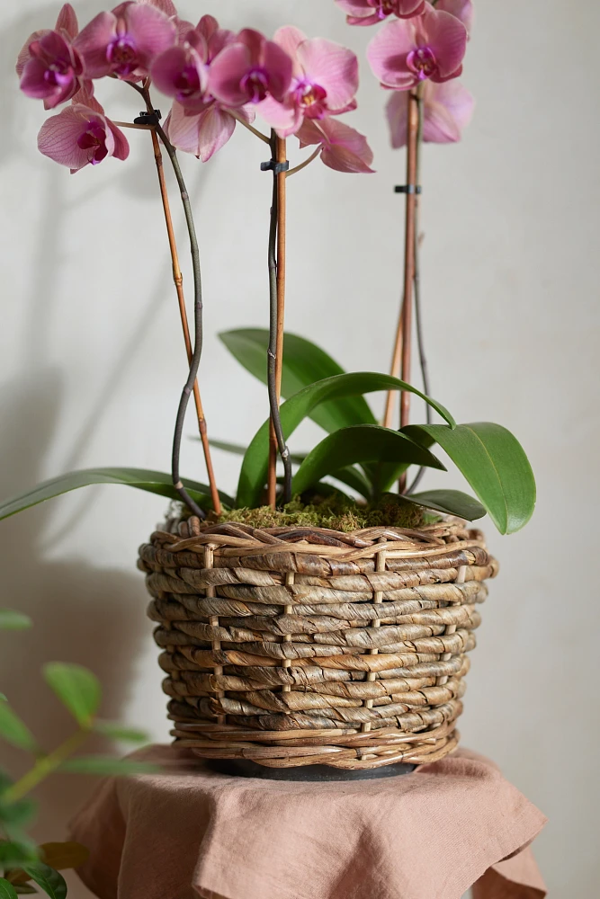 Woven Abaca Tapered Basket Planter