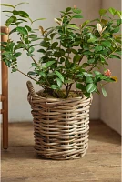 Rattan Cylinder Basket Planter