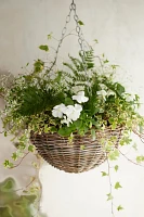 Hanging Rattan Rounded Basket Planter