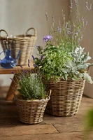 Rattan Tapered Basket Planter