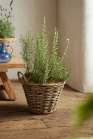 Rattan Tapered Basket Planter