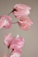 Preserved Bougainvillea Bunch