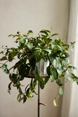 Lipstick ‘Black Pagoda’ Plant