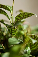 Lipstick ‘Black Pagoda’ Plant