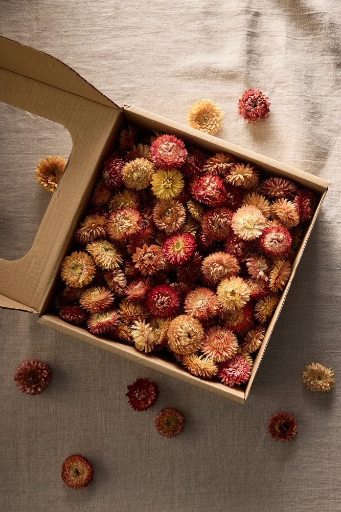 Decorative Helichrysum Blossoms