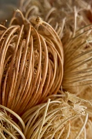 Dried Dill Flower Wreath