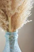 Dried Pampas Grass Bunch