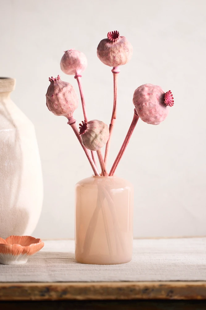 Dried Papaver Gigantum Bunch