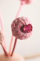 Dried Papaver Gigantum Bunch