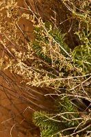 Fresh Noble Fir + Moss Wreath