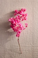 Preserved Bougainvillea Bunch