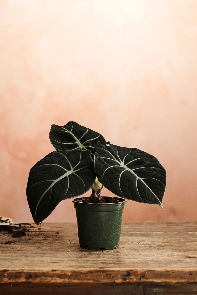 Alocasia Black Velvet