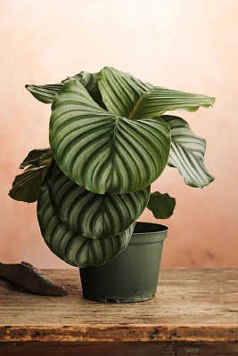 Calathea Orbifolia