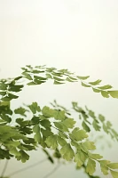 Maidenhair Fern