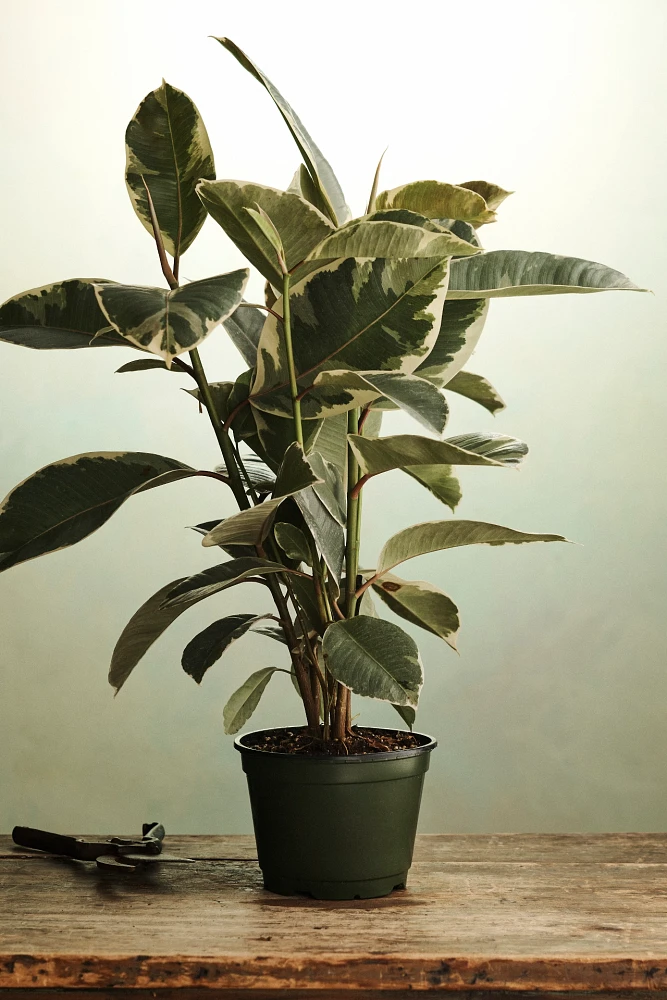 Ficus Tineke