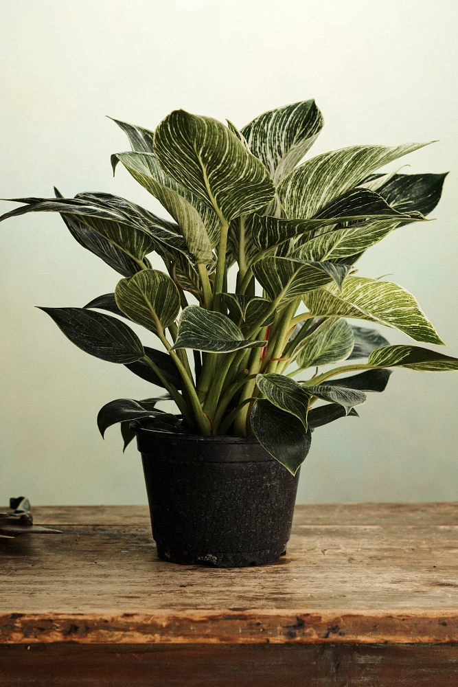 Philodendron Birkin