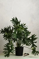 Philodendron Selloum