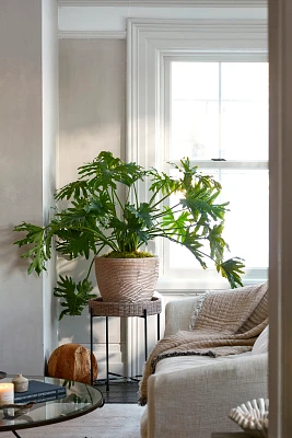 Philodendron Selloum