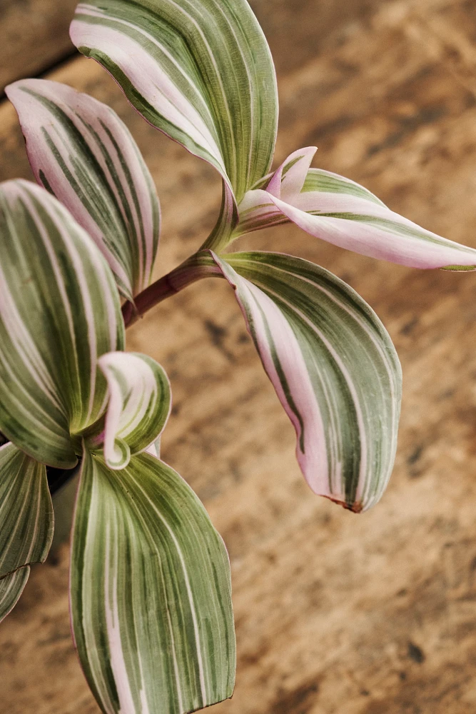 Tradescantia Nanouk