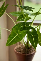 Alocasia 'Frydek'