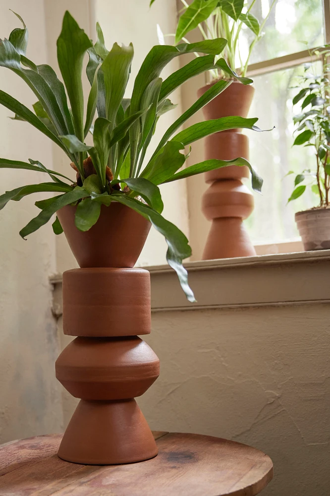 Staghorn Fern