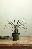 Pachypodium Palm